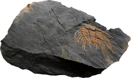 Trilobite