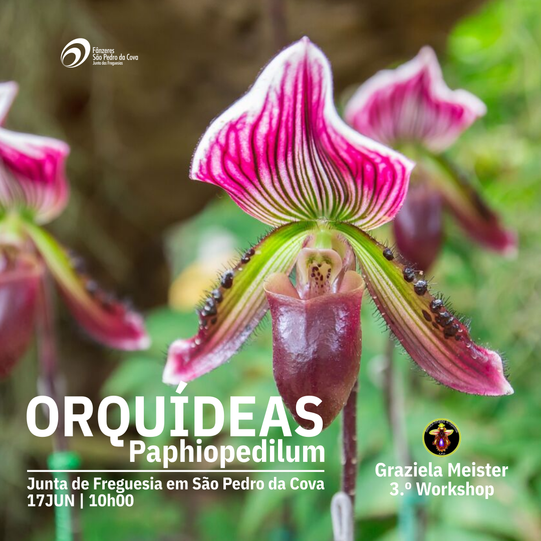 Orquídeas 3 Q