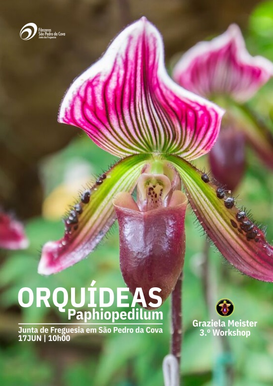 Orquídeas Paphiopedilum - 3.º Workshop