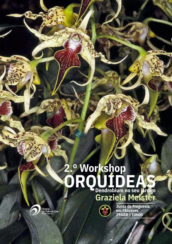 orquideas 2workshop